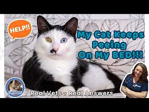VET ANSWER: Help! My Cat Keeps Peeing on My Bed...and ME!!!