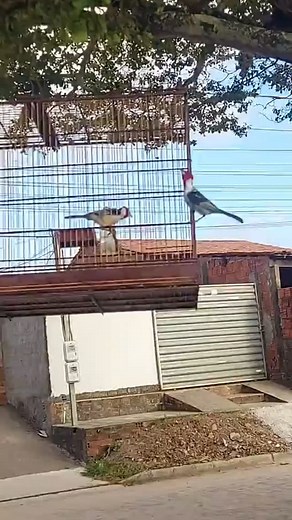 Instagram video by Cipriano Coleiro • Apr 1, 2025 at 6:20 PM