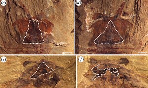 Alien mystery: 520-million-year old BLOBS baffle scientists