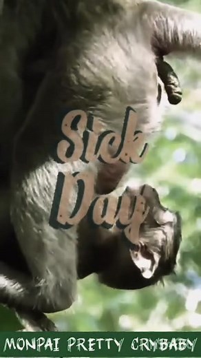 Sick Baby Monkey Care