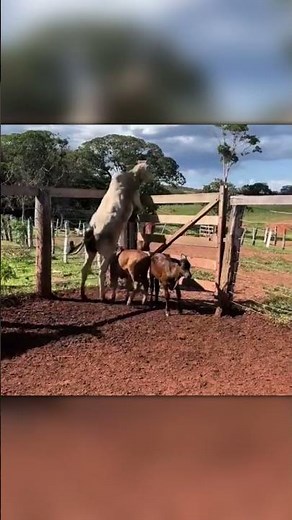 Crazy Cow Flips Over While Jumping the Fence!
