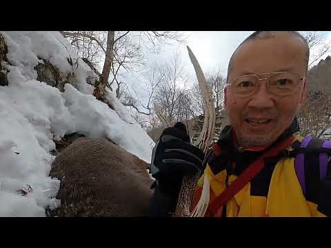 Japanese deer hunt in early spring 2023