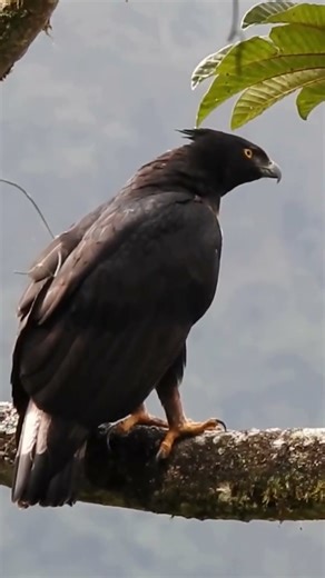 Animals That Are Very Rare #short