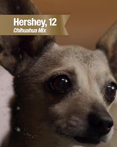 1.2K reactions · 92 shares | Age is just a number! Join Gerry's journey to find love again on The Golden Bachelor, this Thursday at 8/7c on ABC and stream on Hulu.  | BuzzFeed | Facebook