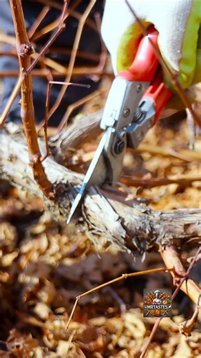 Why You Must Prune Your Grapes Like This! 🍇✂️