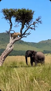 33 reactions | Lion - King of the jungle, Elephants  strongest...