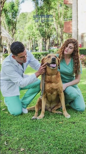 Descubre lo increíble que es estudiar Medicina Veterinaria y Zootecnia #DescúbreteuUC #Veterinaria