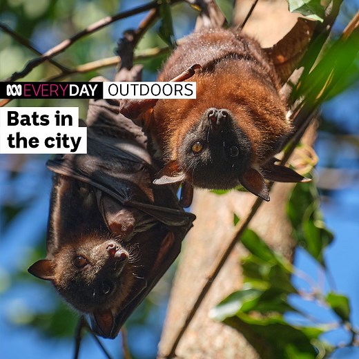 36K views · 132 reactions | Witness 11,000 bats flying out in unison, just a stone's throw from Sydney's International Airport. Thumbnail image credit: Brian Merrill | ABC Australia | Facebook