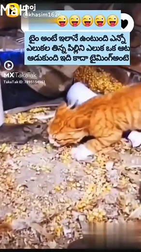 😱WOW😱# #Mouse_vs_Cat... #Mouse attack cat... #follow_me 🙏 #Shorts vedio... | Mursid Alam Halder