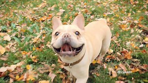 27K views · 664 reactions | Over 7 million pets have found homes across North America thanks to animal lovers like you. Let's keep up the momentum at National Adoption Weekend this September 16th-18th. See you there! | PetSmart | Facebook