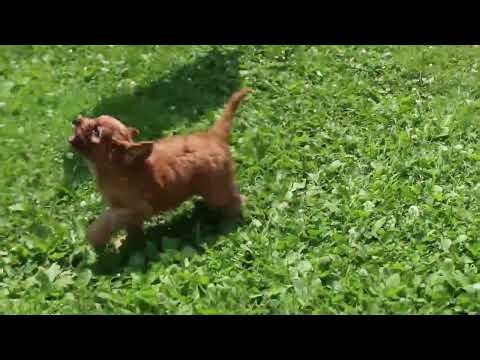 Cavapoo Puppies For Sale