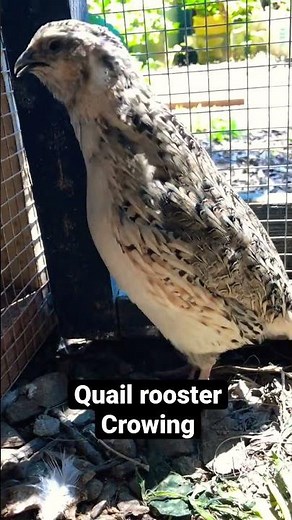 Male Quail rooster crowing.#shorts