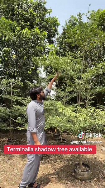 Terminalia Shadow Tree: Your Guide to Good Fortune Plants