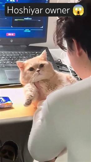 Naughty Cat Got Hiding Challenge! 😹🐈 #shorts #viral #trending #funny #cat