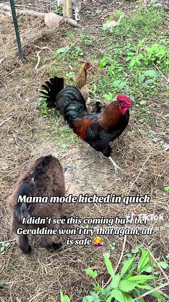 Chicken Mom Defends Chick, Drama Ensues! #farmlife