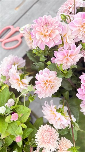 3.5K views · 324 reactions | Dahlia tuber storage 凜 There are so...