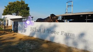 15K views · 1.6K reactions | Top bulls india  best for breeding ✅ | Khali Toor Murrah | Facebook