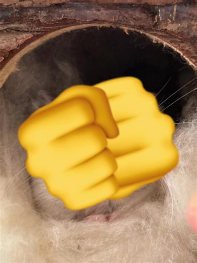 #CapCut #love Hamster#best hamster of the world#hamster#i love you so much my hamster🤞🏻🤞🏻💕💕💕💕💕💕💕💕💘💖💝✨✨🎀🎀💌💌💌