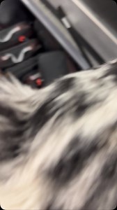 My best helper in the boat… Emmett really loves to be in the Nitro! | Pro Angler Ott DeFoe