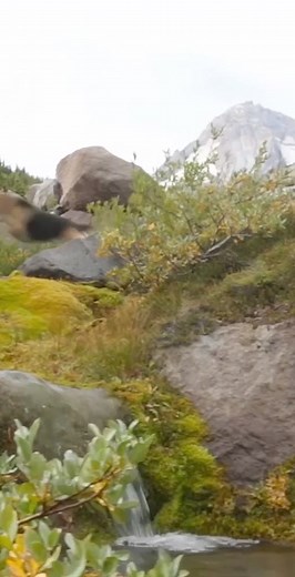 48 reactions · 24 shares | Dogs deserve a lifetime of adventure – and our formulas are full of the ideal nutrients to help make those adventures possible. | Black Gold Explorer - Premium Pet Food | Facebook