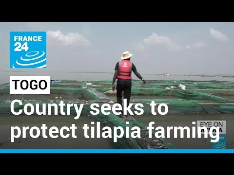Togo's tilapia farms fight foreign imports, smuggled fish from China • FRANCE 24 English