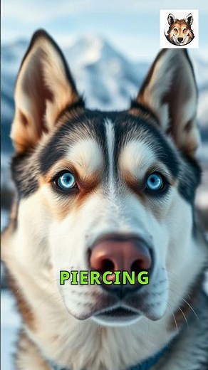 Top 10 Most Beautiful Dog Breeds in the World