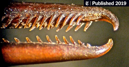 Summer Reading Contest Winner, Week 1: On ‘The Hummingbird as Warrior: Evolution of a Fierce and Furious Beak’