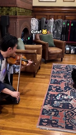 Music for animals: 🐴 vs 🐱 #violin #horses #cat