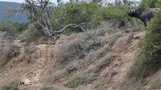 A young lioness testing her courage on a buffalo bull. The size and power of her target is a risky attempt and bringing down a buffalo bull is a fight she cannot do alone. Another beautiful moment of nature sharing the same space. Thanks to guide Jannik for the video. #big5 #safari #easterncape #southafrica #wildlife #nature #magicalmoments #wildlifesafari #luxurysafari #Africa #animals #lion #buffalo #kariegagamreserve #lioness #experience #travel #destination | Kariega Game Reserve
