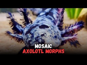 Mosaic Axolotl - Types Of Axolotl Morphs, Buying Cost, Diet, Care Sheet Guide for Beginners