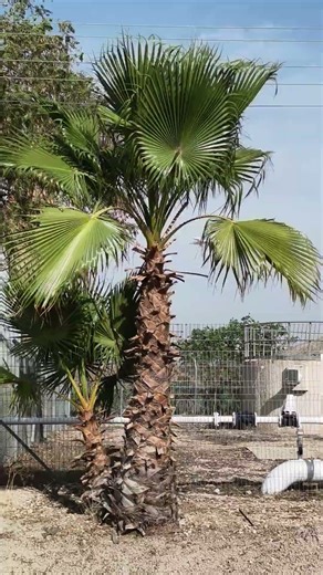 Landing - Gulfstream #jet airplane #jet #rich #millionaire