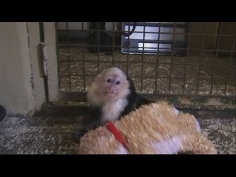 Justin Bieber's pet monkey Mally settles into new home at a German wildlife park