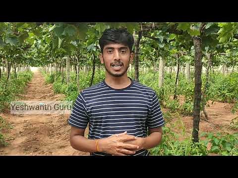 Training and Pruning in grapes