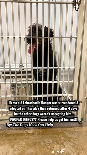 🚨10 month old Labradoodle Ranger is so stressed & upset bc he was returned after 4 days as the other dogs didn’t accept him.. He just wanted to play. Please watch until the end, like, comment, & share to help find him a hero asap.💔 Sweet Labradoodle “Ranger” was surrendered on 10/30 for “too busy,” adopted right away, & returned after 4 days bc their resident dogs didn’t accept him & were the “aggressors.” Proper, slow intros are essential! He’s dog & kid friendly (older is better bc he’s a ju