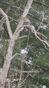 Who Cooks for You?!🦉