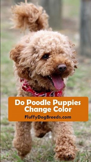 Do Poodle Puppies Change Color: How to Predict Your Poodle’s Adult Coat Color #shorts