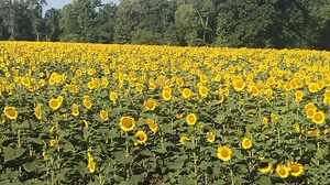 Current pic of the field. It’s showing out right now. This is the day to see it! | The Sunflower Field