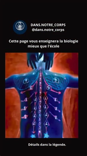 DANS.NOTRE_CORPS on Instagram: "Comment donner un massage qui favorise la circulation sanguine Un massage qui améliore la circulation sanguine privilégie des mouvements doux et rythmés qui encouragent le retour veineux vers le cœur. Il s’agit donc d’effectuer des mouvements longs et fluides plutôt que des pressions profondes et brusques, notamment sur les bras et les jambes où la circulation peut être ralentie. Commencez par une légère pression pour échauffer les muscles et les tissus. Utilisez 