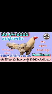 30 April 2025 today winning colours #nanifarms #colorupdate #kukkutasastram #kollapempakam #telugu #nani | Nani farms