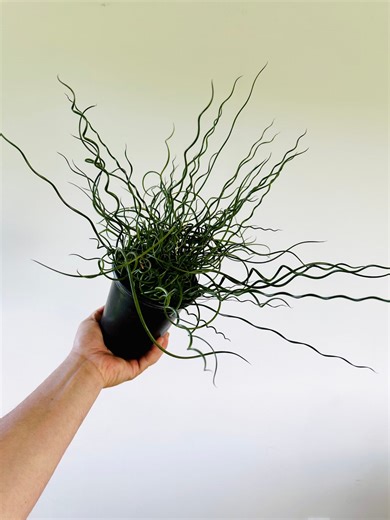 Corkscrew Bush - Wicked & Wavy Spiralis Plant - Gothic Plants - Easy Plants - Best Plants for Beginners - Live Houseplant in 6” Pot - Etsy
