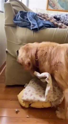 Brave Golden Retriever Saves Newborn Puppies Just Seconds Before Trash Pickup 🐶💛