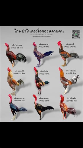 Kekuatan Ayam Pama dalam Kompetisi