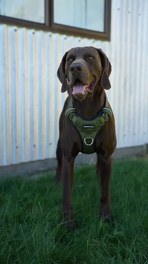 Toby our GSP wears a size L in the Tactical Harness 🐾 Our most popular size, it never stays in stock for long - order while it’s still available! 🔥 Toby’s details 🤎 Neck: 49cm, Chest: 79cm, Weight: 34kg #pointerandhoundnz | Pointer & Hound