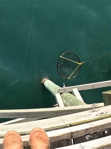 Catch and Cook Wild Black Drum Adventure