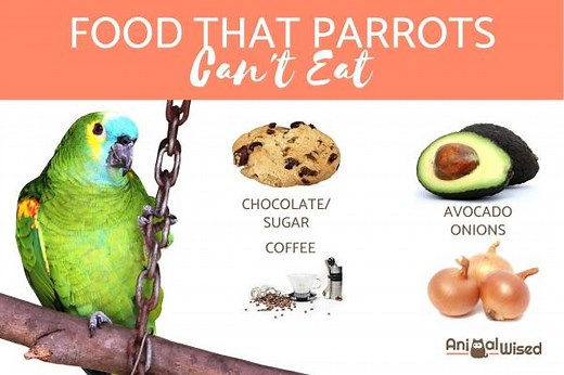 Forbidden Food for Parrots - What They Can & Can't Eat
