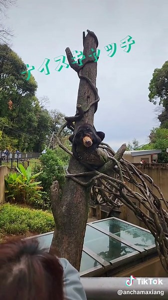 福岡市動物園のサニー マレーグマの魅力