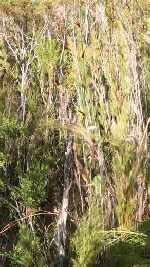 Isla and I escape on a little kloofing adventure…20km and one night immersed in Cape Mountain Wilderness bliss. Just magic. #islamayjudithmiddleton | Owen Middleton