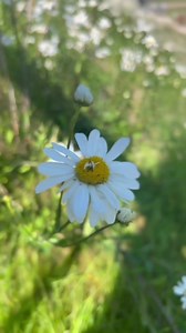 72K views · 5.1K reactions | Around AD 580, St Columba made the long...