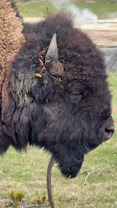 5K reactions · 277 shares | Just a bull bison trying not to fall asleep while chewing his cud. #photography #wildlife #nature #reels #foryoupageシ #wildanimals #buffalo #bison | Good Bull Guided | Facebook