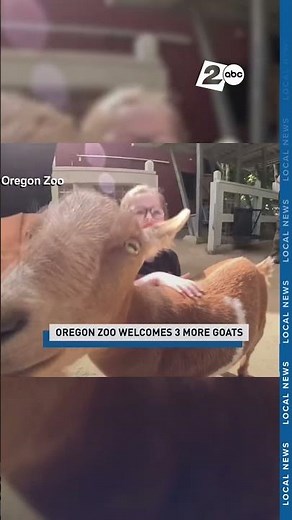 3 new Nigerian Dwarf Goats named Biscuit, Jam & Jelly join Oregon Zoo herd